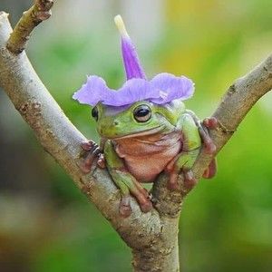 Meet your Posher, Alaina